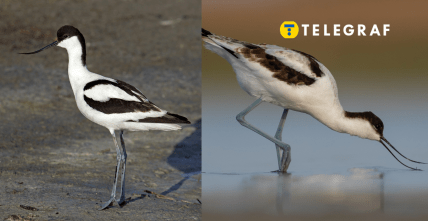 Чоботар в Тузливських лиманах, Одеська область