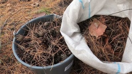 Хвоя неприхотлива и может долго храниться в мешках