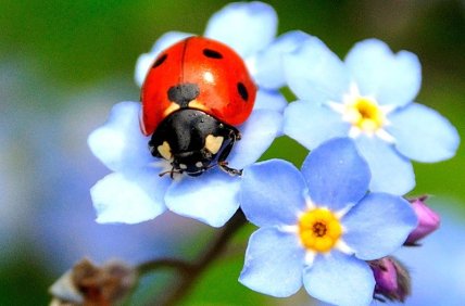 Божья коровка