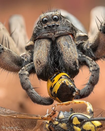 Вовчий павук