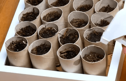 Стаканчики для розсади