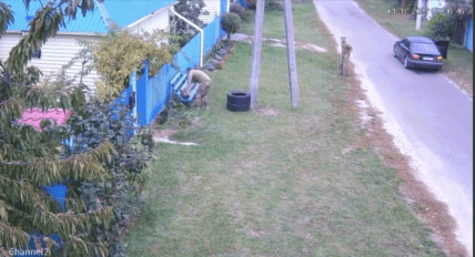 мобилизация кота