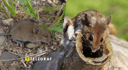 Мишівка лісова