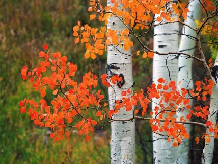 Какие деревья нельзя сажать возле дома