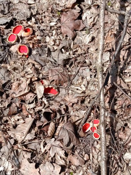 Саркосцифа на земле