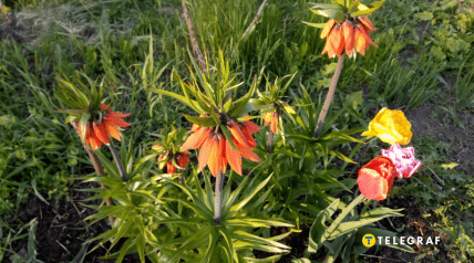 Рябчик императорский и тюльпаны