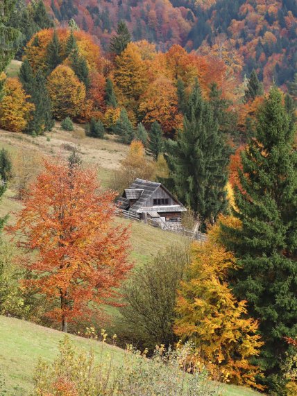 Стригальня