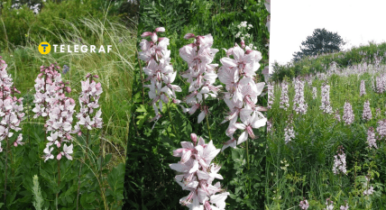 Ясенец белый