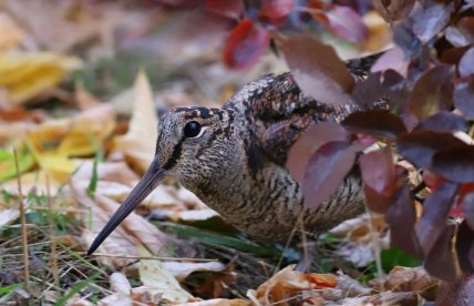 В Кривом Роге заметили вальдшнепа