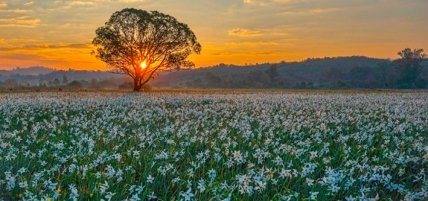 Долина нарциссов Хуст