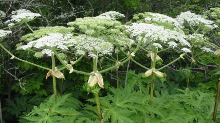Борщевик Сосновского