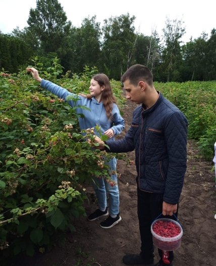 Учні збирають малину