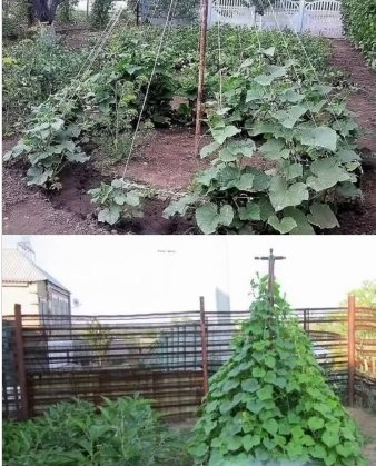 Огурцы посаженные "елкой".