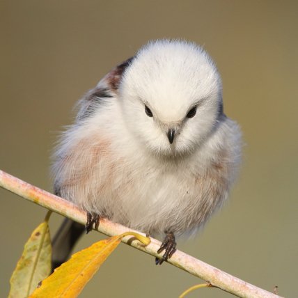 Синица длиннохвостая