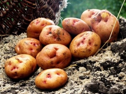 Картопля сорту Астера