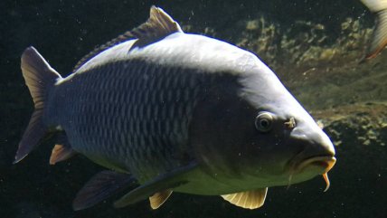 Карп