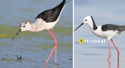 Редкая птица ходулочник в Киевской области