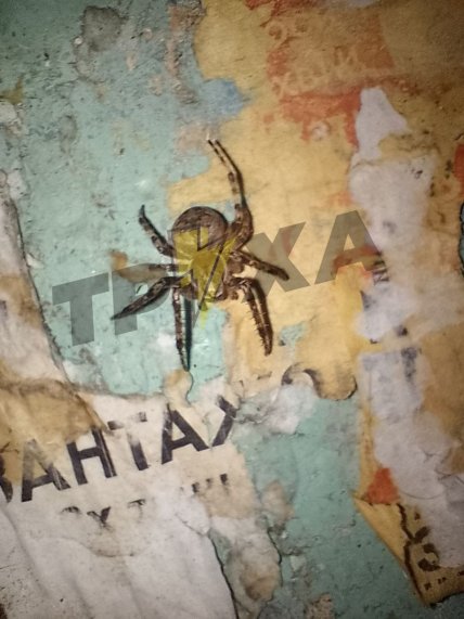 Павук-вовк у Запоріжжі