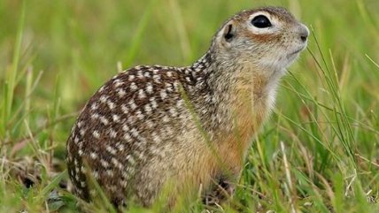 Суслик крапчатый