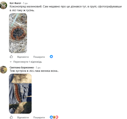 В соцсети отреагировали на фото малинового коконопряда