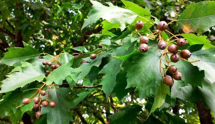 Рябина лекарственная в Киеве