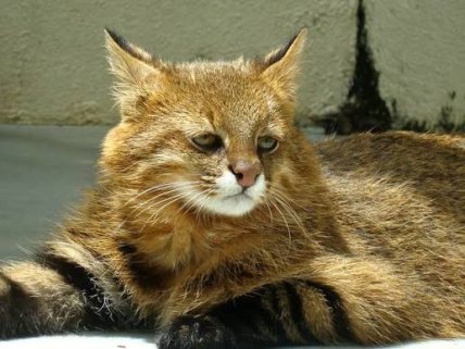 Помпасовая кошка (Leopardus pajeros/Leopardus colocolo)