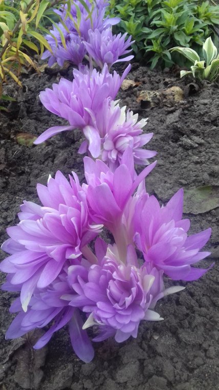 Безвременник осенний зимовник