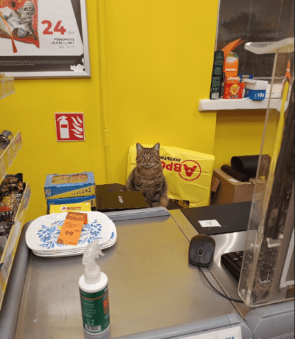 Кот на кассе в Авроре
