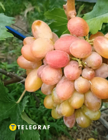 Виноград Абажур