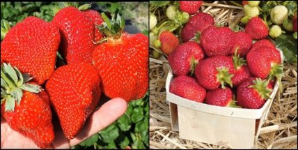 Полуниця Азія та Хоней