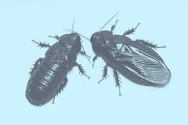 Таргани поїдають крила один одного