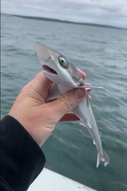 "Дніпровський катран"