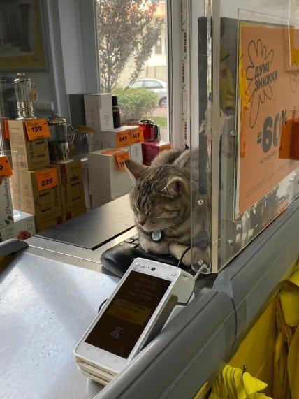 Кот в магазине в Кременчуге