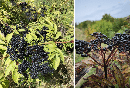 бузина трав’яниста