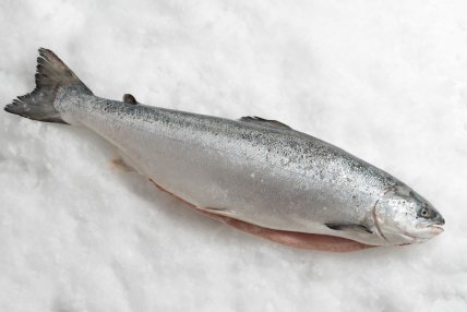 Лососевая форель