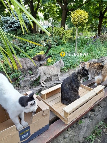 Пушистые жители парка, с которыми можно поиграть и покормить