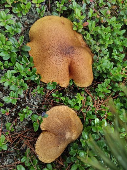 Маслёнок желто-бурый