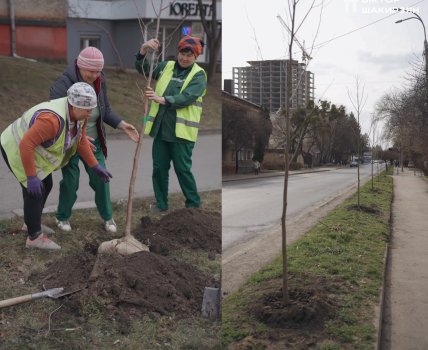 тюльпанове дерево як садити