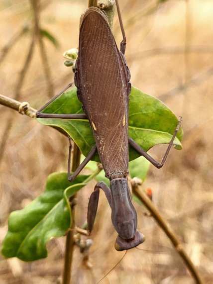 Богомол закавказский