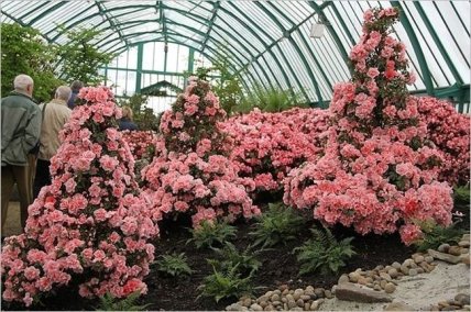 Европейские диковинки