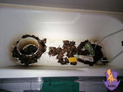 Как защитить квартиру от летучих мышей