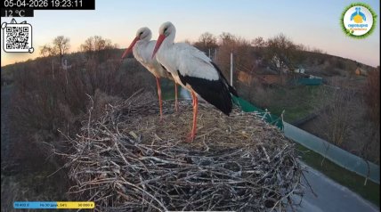 Одарка и Лель, аисты