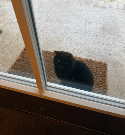 Симоньян бачить кота