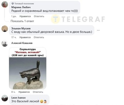 Рідкісного хижака побачили на Одещині - під фото жартують