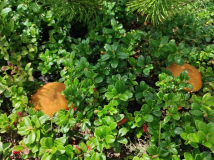 Маслёнок желто-бурый как выглядит