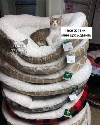 Мем кот на куче лежанок