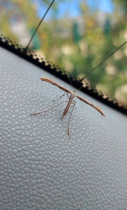 Пальцекрилка