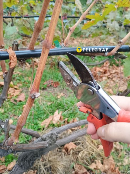 Как правильно обрезать виноград на зиму