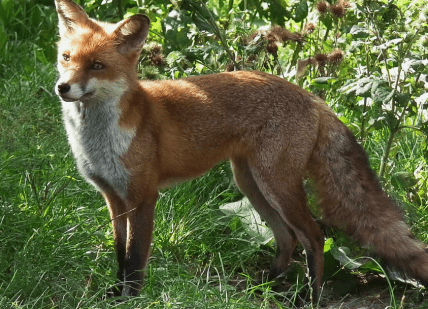 Как выглядит лиса