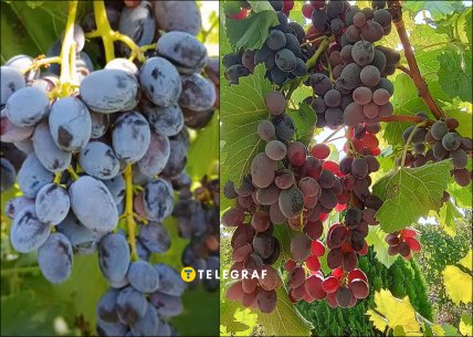 Так виглядає виноград Юпітер на кущі
